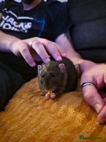 Rat rodents - Advert 2