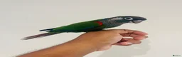 Conures birds for sale: Hand reared conures for sale  - Advert 14
