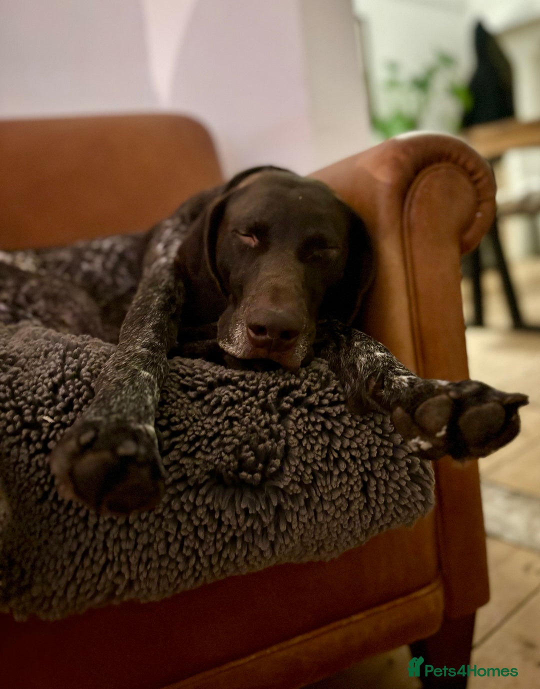 German Shorthaired Pointer dogs for stud: Looking for GSP Stud  - Image 3