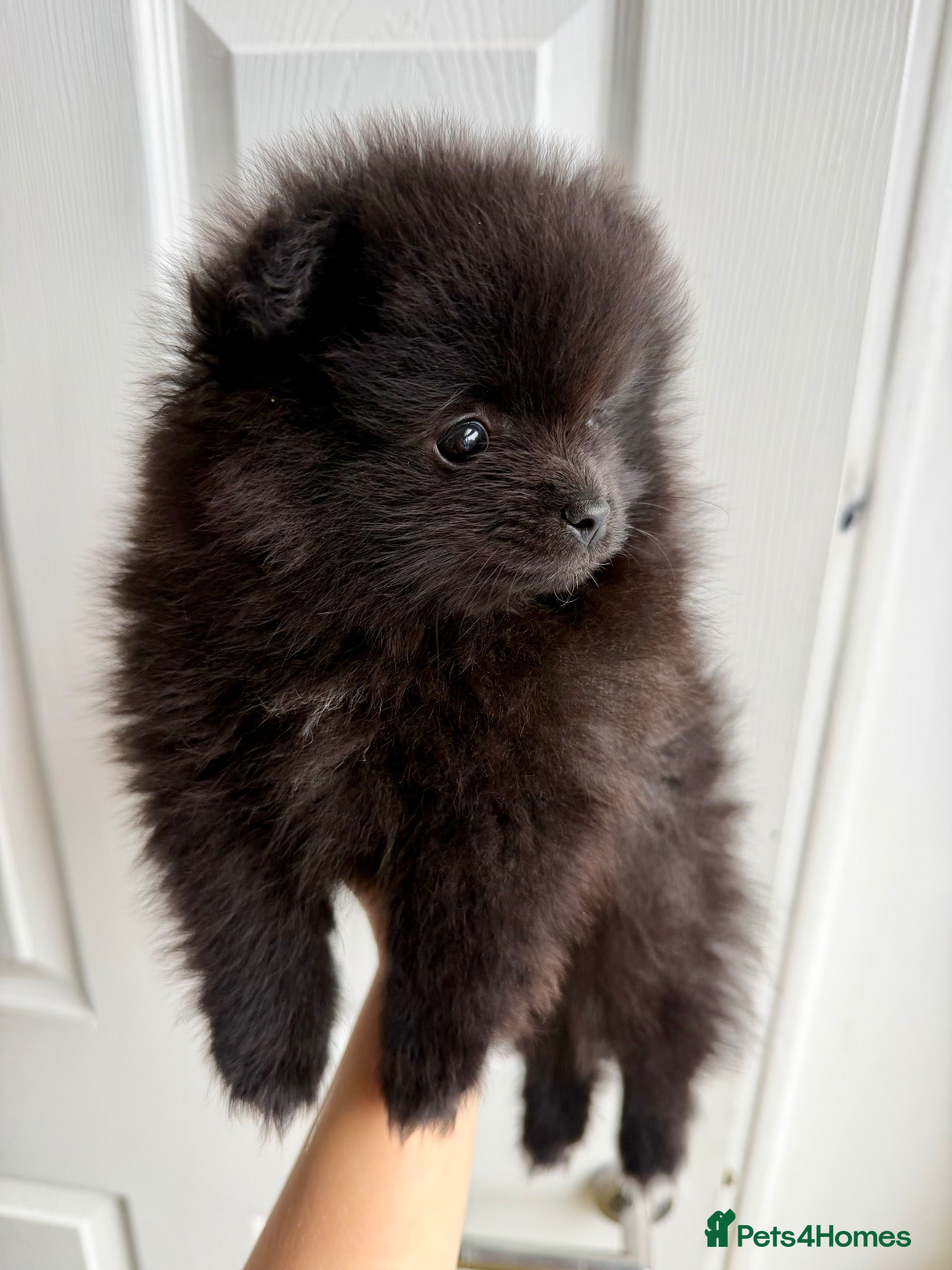 Pomeranian dogs Russian bloodline Pomeranian boy for sale 🤎 - Advert 14