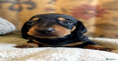 Miniature Dachshund dogs - Advert 12