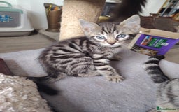 Bengal cats for sale: Bengal x Ragdoll kittens  - Image 15