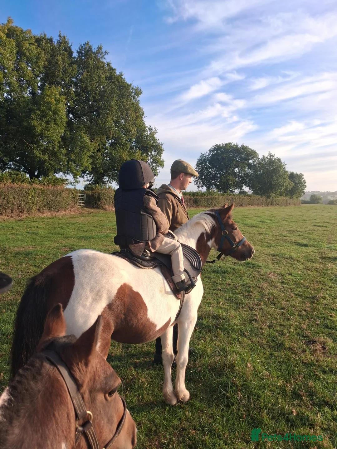 Dartmoor horses for sale: Cracking kids lead rain or 2nd pony. Hunting pony in Sidmouth - Advert 1