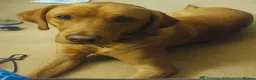 Labrador Retriever dogs for stud: Proven Stud - Dexter - Fox Red Lab - Advert 7