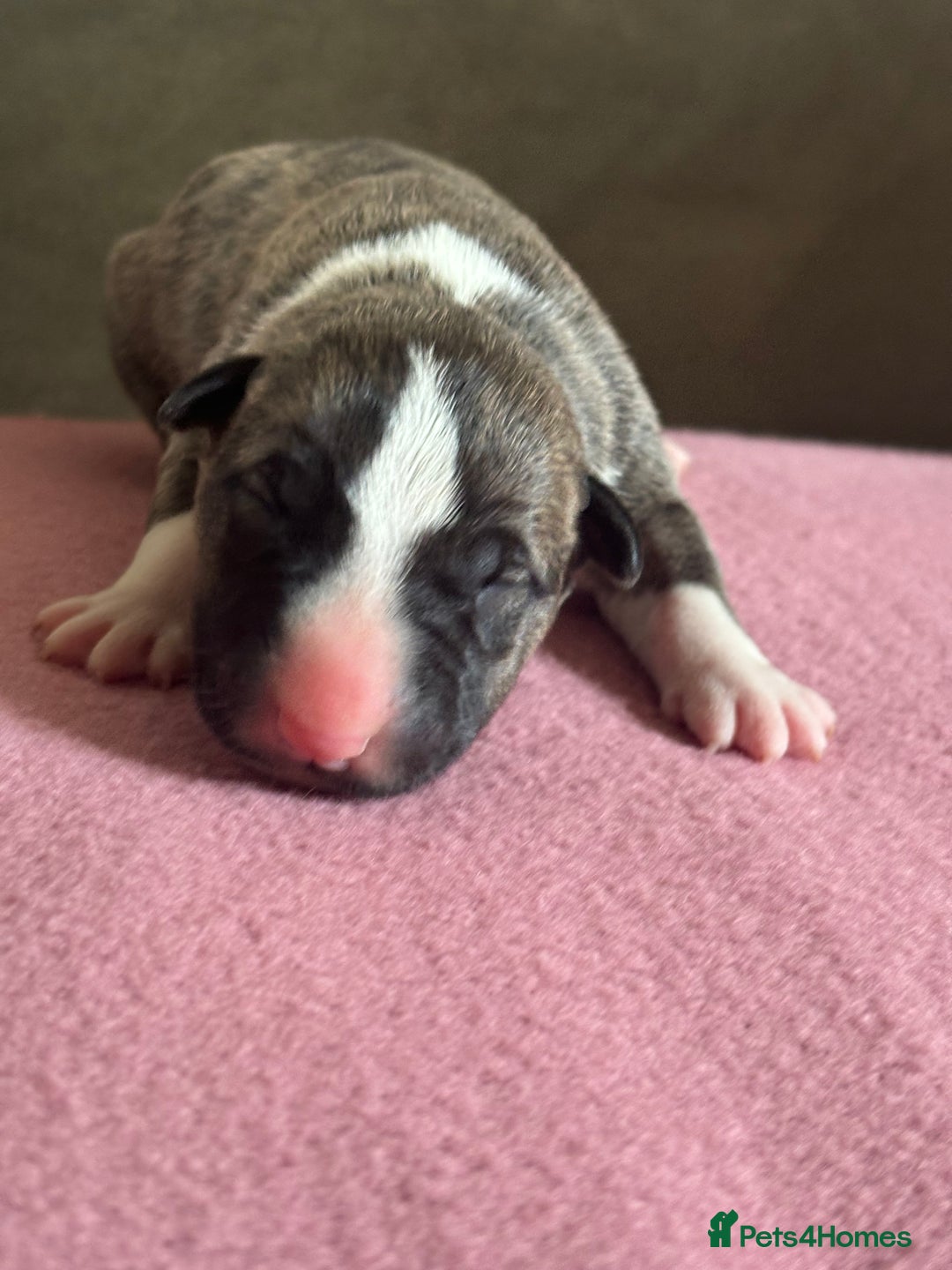 English Bull Terrier dogs for sale: English bull terrier male puppy  - Advert 6