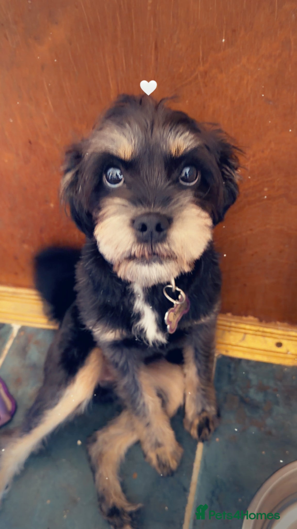 Mixed Breed dogs Shorkie  - Advert 2