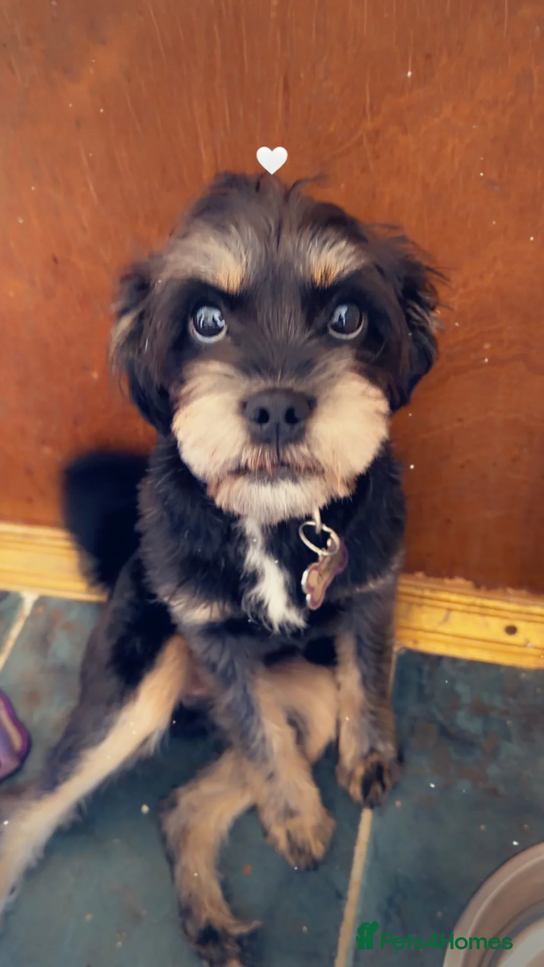 Mixed Breed dogs for sale: Shorkie  - Advert 1