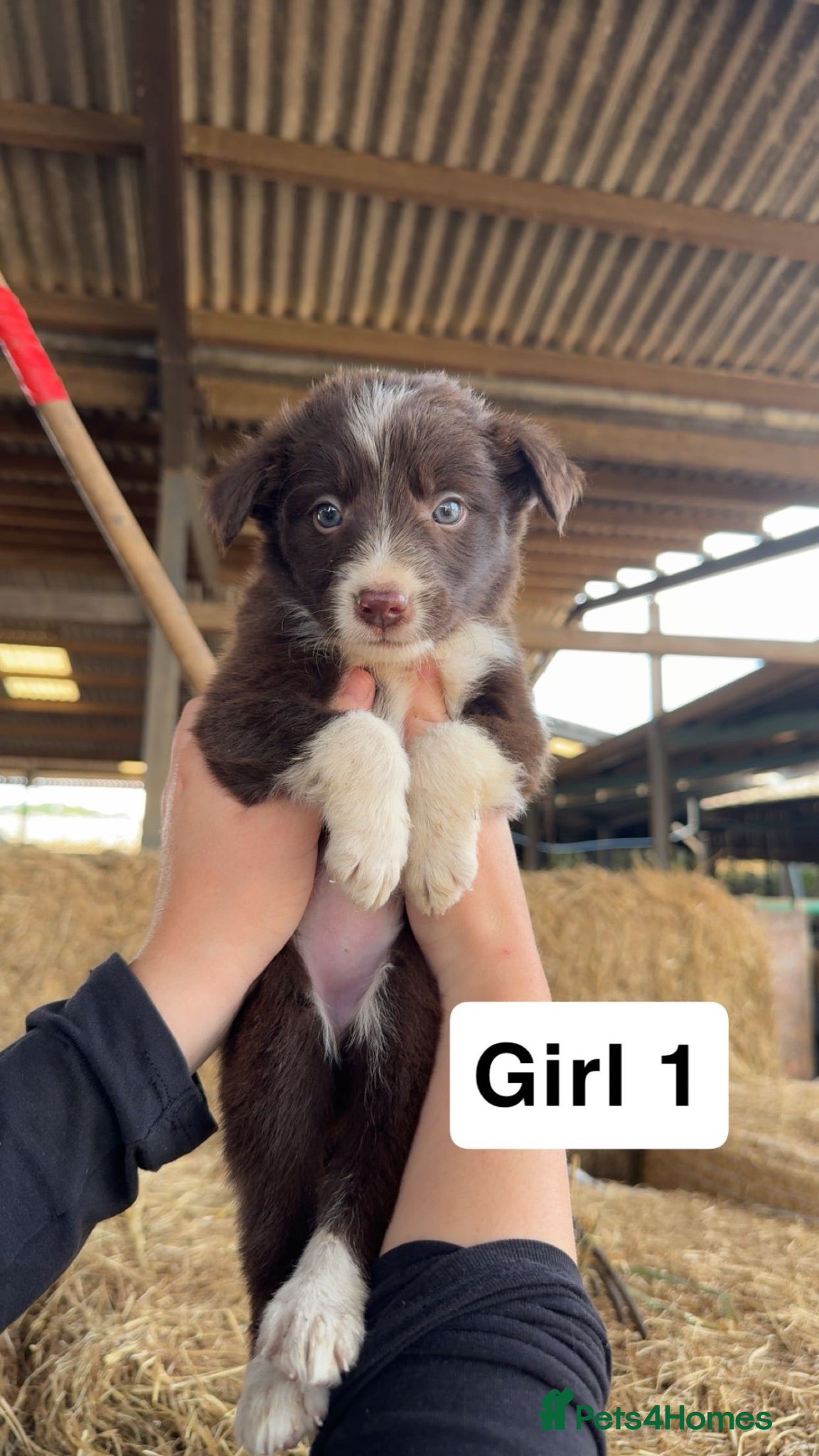 Border Collie dogs 10 working brown and white border collie pups - Advert 2
