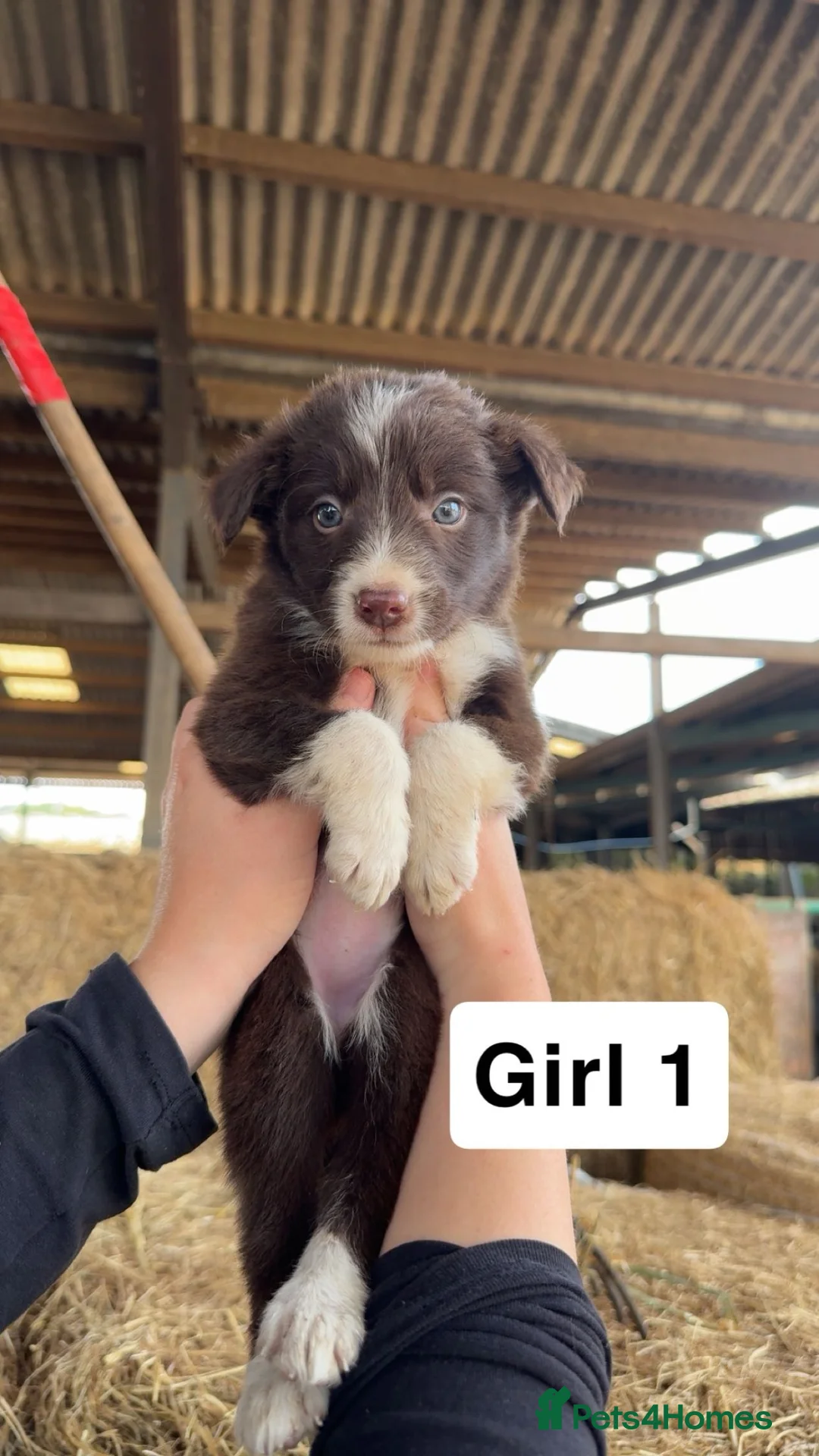 Border Collie dogs for sale: 10 working brown and white border collie pups - Advert 2