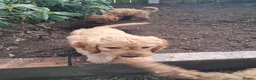 Cockapoo dogs for sale: Cockapoos F2 (deep red/faun) - Advert 7