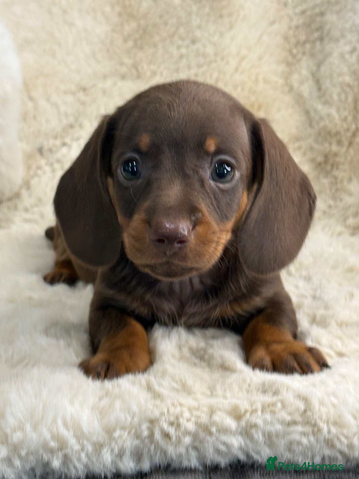 Miniature Dachshund dogs Top quality mini smooth dachshund puppies  - Advert 1