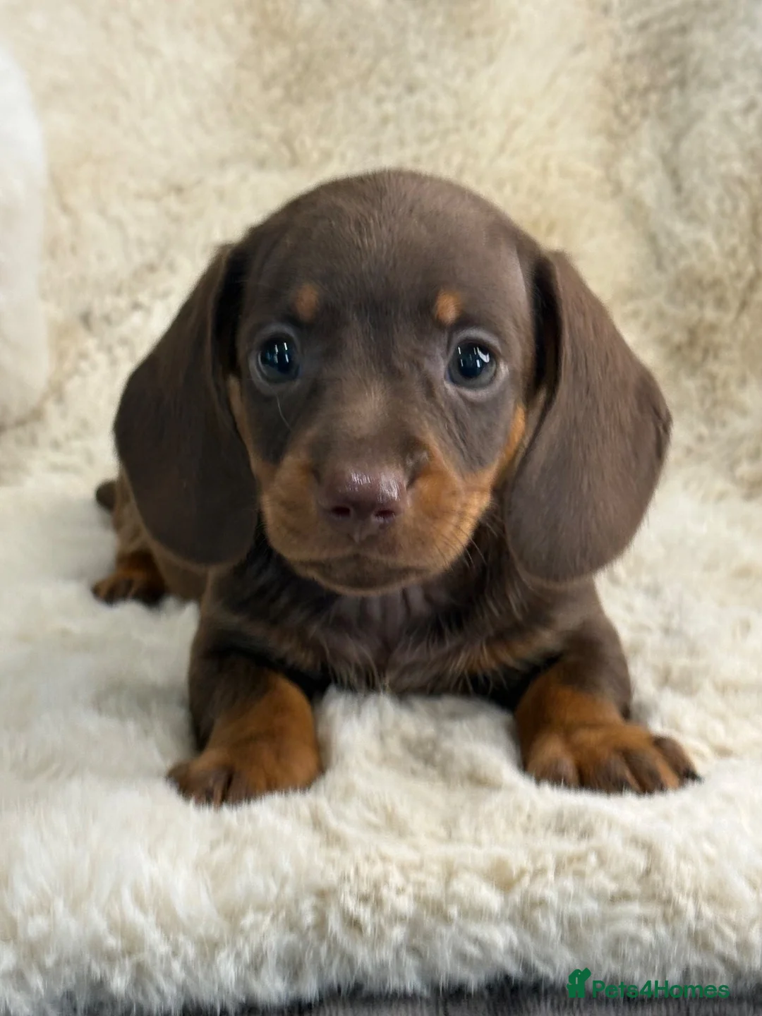 Miniature Dachshund dogs for sale: Top quality mini smooth dachshund puppies  - Advert 1