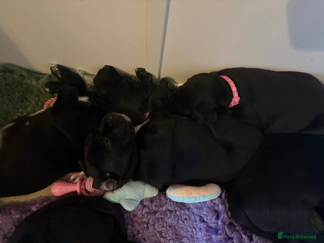 Mixed Breed dogs for sale: Beautiful Dalmador (lab X Dalmatian) puppies..!  - Advert 16