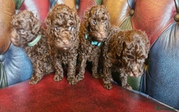 Toy Poodle dogs for sale: Gorgeous chocolate tiny toy poodles  - Image 12