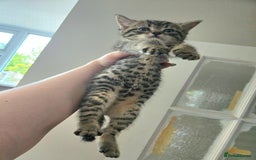 Mixed Breed cats for sale: 4 Gorgeous half-Ragdolls  - Image 6