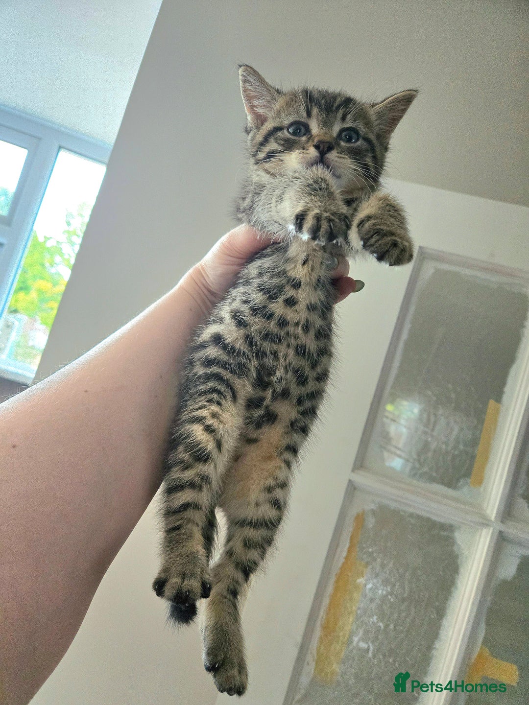 Mixed Breed cats for sale: 4 Gorgeous half-Ragdolls  - Image 6