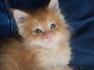 Maine Coon cats 5 affectionate ginger full Maine Coon kittens - Advert 15
