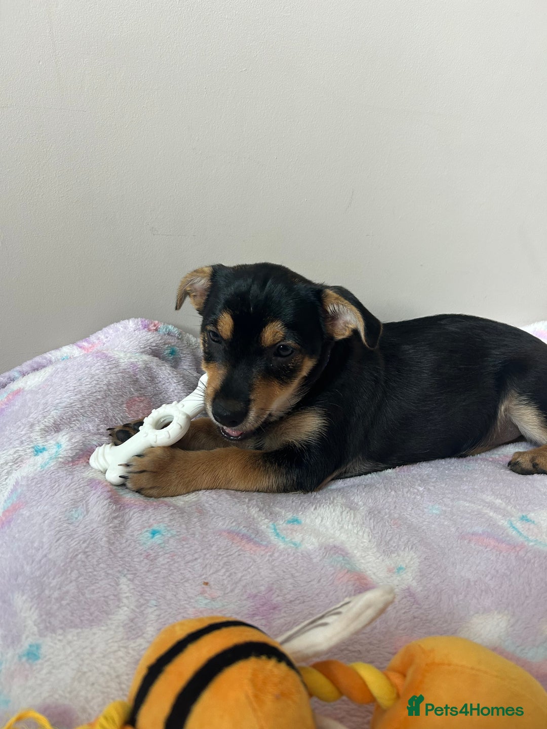 Chorkie dogs for sale: 7 month Chorkie for adoption - Advert 8