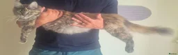 Maine Coon cats for sale: Majestic Maine coon, big paws, big hearts. - Advert 5