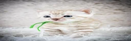 Bengal cats for sale: Stunning Silver Snow ❄️ Bengal Kittens  - Advert 18
