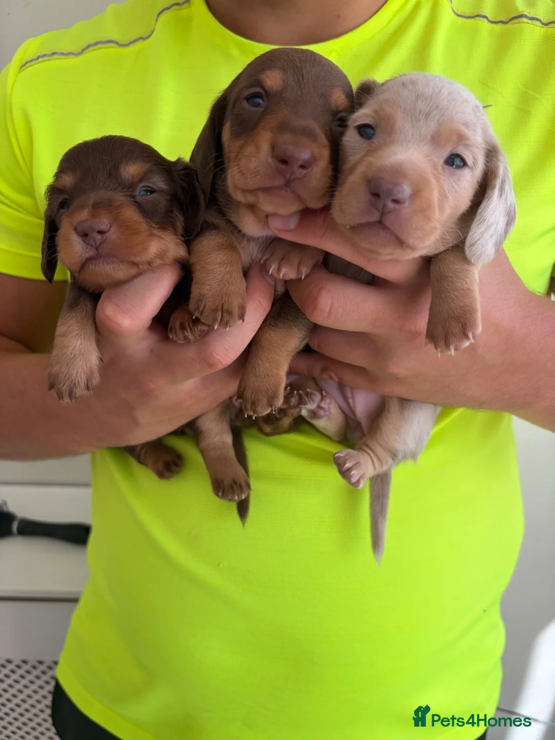 Miniature Dachshund dogs for sale: KC Mini Dachshunds – 2 Boys, 1 Dapple Girl in Prescot - Advert 1