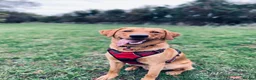 Labrador Retriever dogs for sale: Labrador Retriever  in Colchester - Advert 16