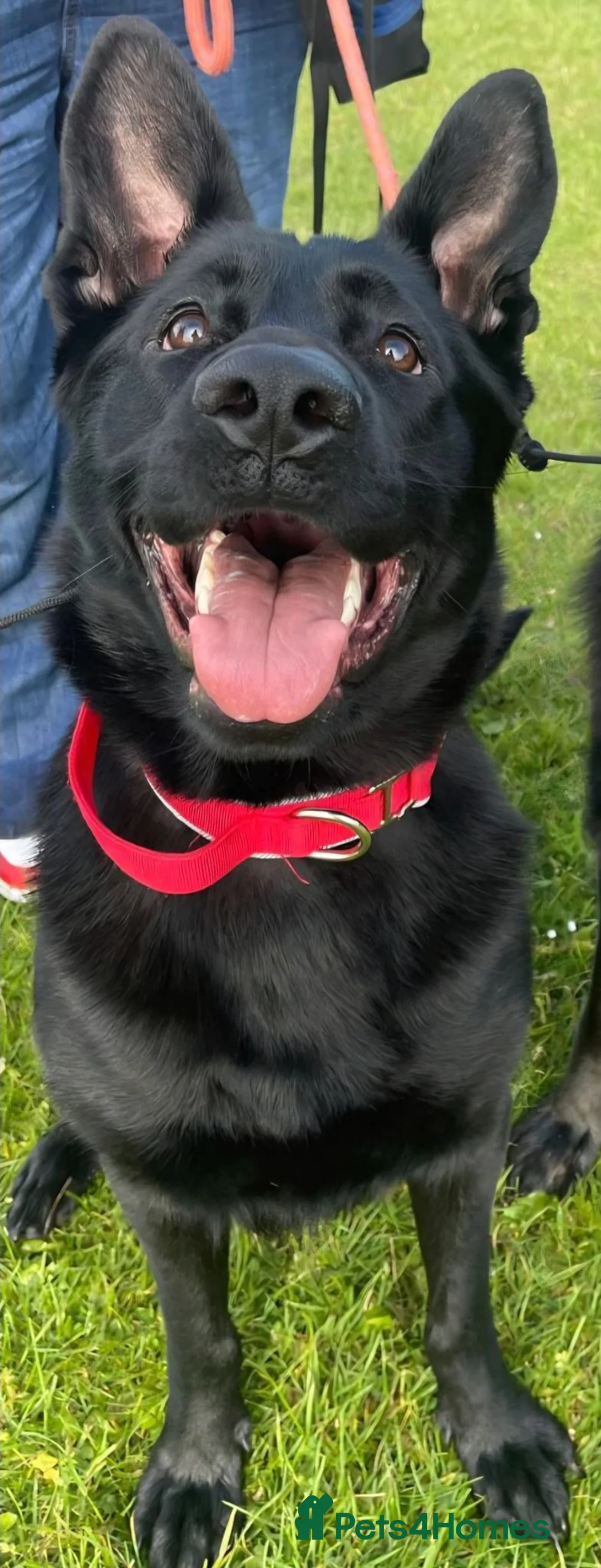German Shepherd dogs for sale: Black German Shepherd. - Advert 2