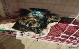 Yorkshire Terrier dogs for sale: 💝💝💝Both sides many champions 💝💝💝 in Leeds - Image 6