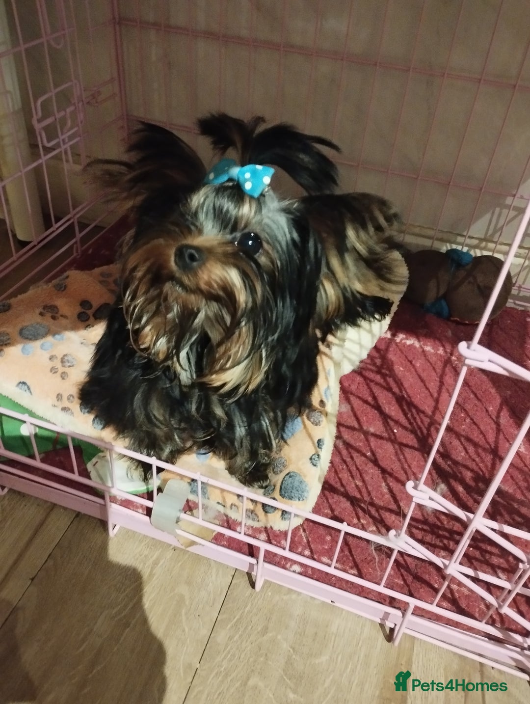 Yorkshire Terrier dogs for sale: 💝💝💝Both sides many champions 💝💝💝 in Leeds - Image 6
