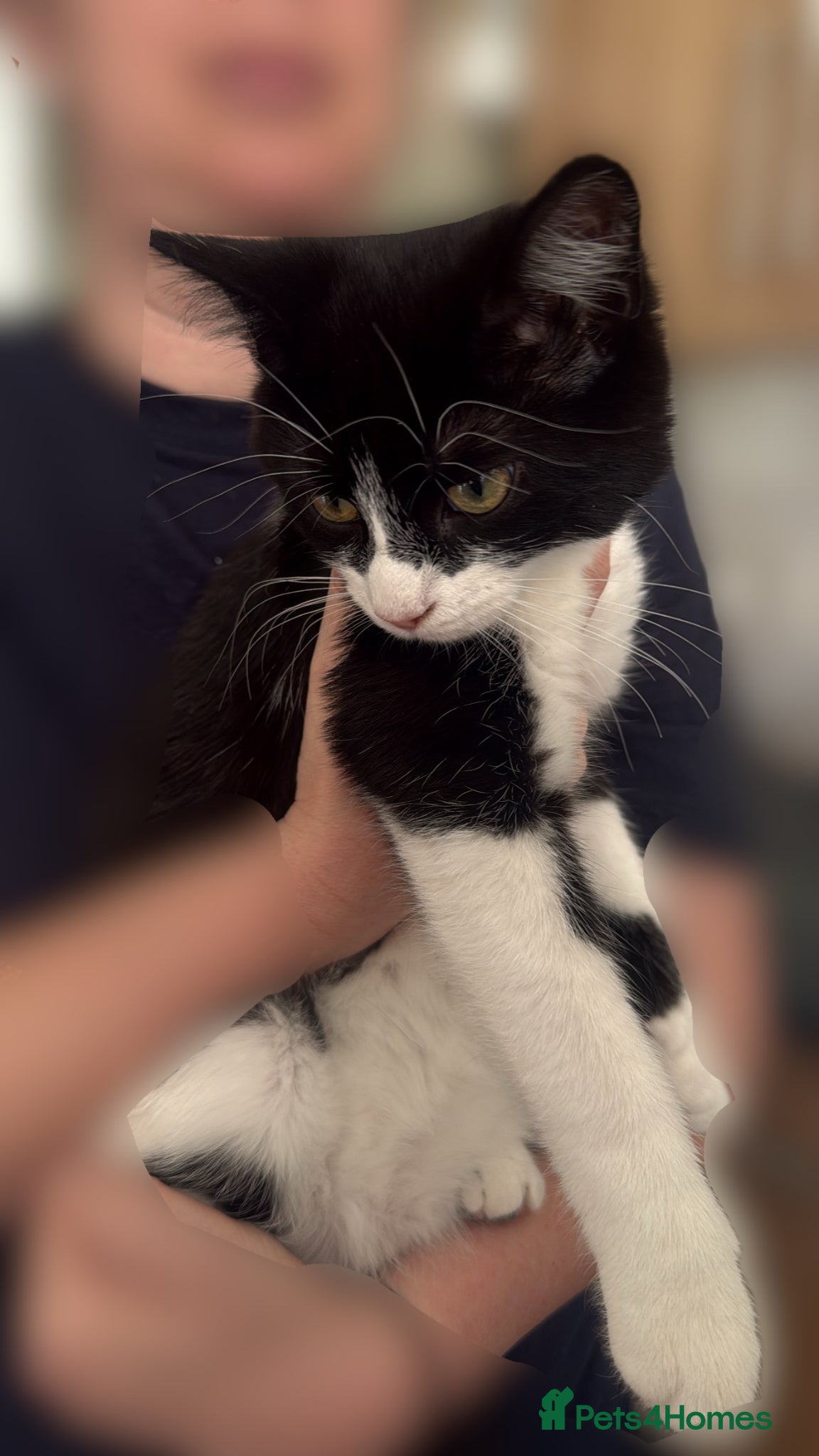 Mixed Breed cats Black and white mixed Bombay kittens - Advert 10