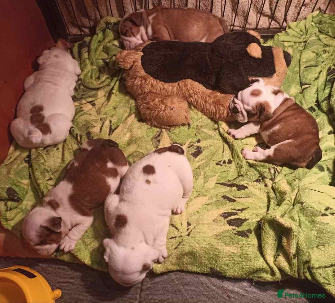 English Bulldog dogs for sale: 🐶Beautiful English bulldog puppies ❤️  - Image 3