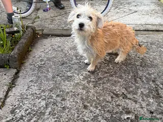 Mixed Breed dogs Staff cross havanese puppy - Advert 10