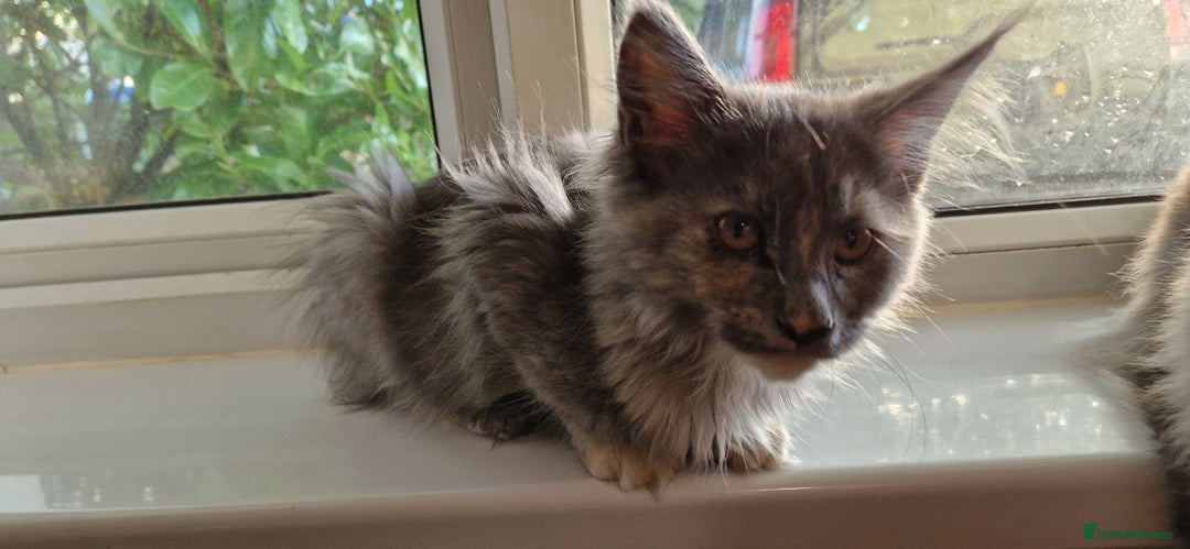 Maine Coon cats for sale: Maine coon kitten - Image 3