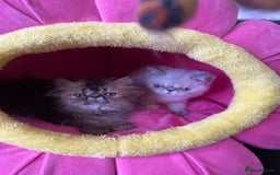 Persian cats for sale: READY NOW GCCF REG PKD FREE EXOTICS - Image 5