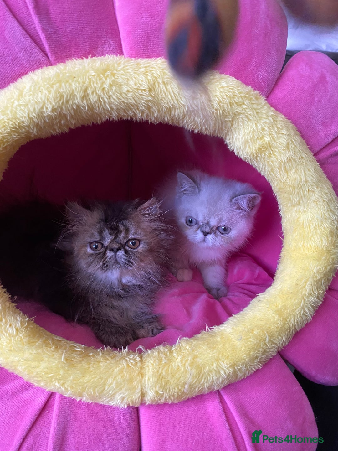 Persian cats for sale: READY NOW GCCF REG PKD FREE EXOTICS - Image 5