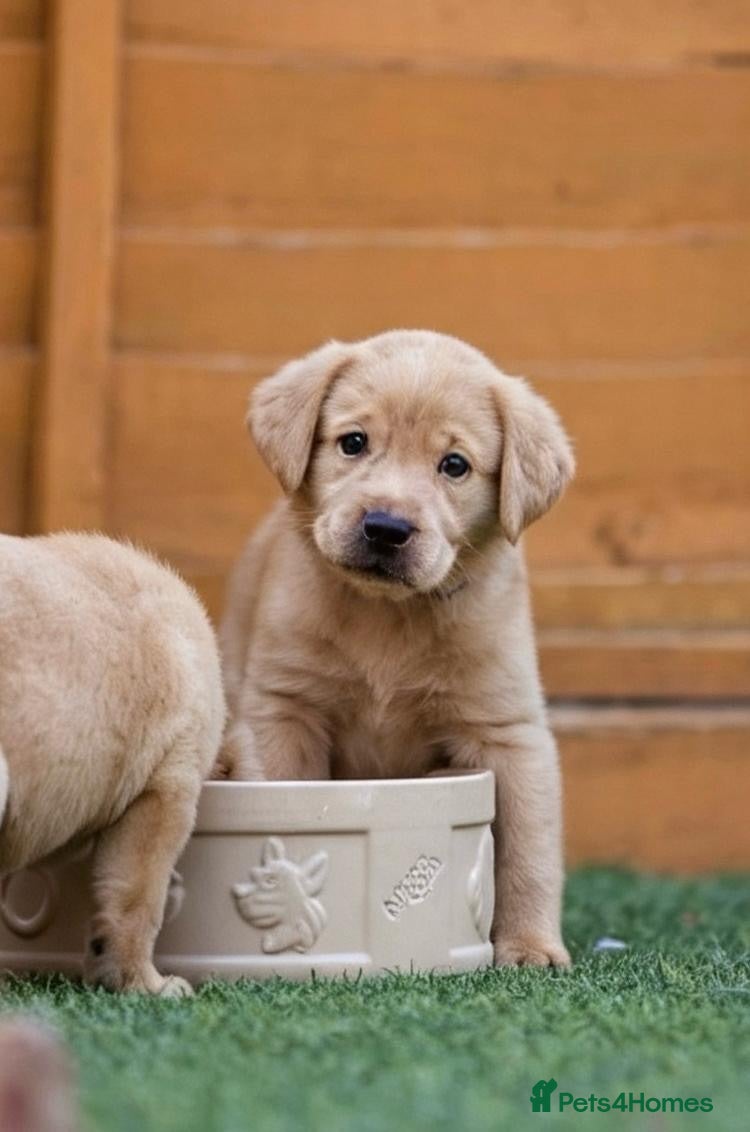 Labrador Retriever dogs Superb fully health tested fox reds  - Advert 1
