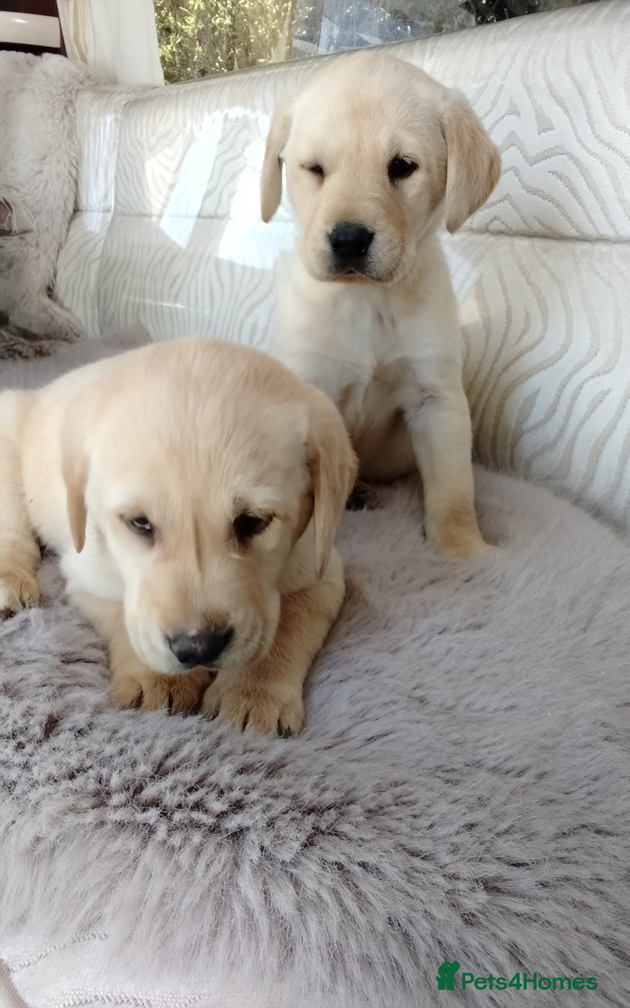 Labrador Retriever dogs Labrador puppys - Advert 1