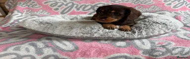 Dachshund Puppy 6