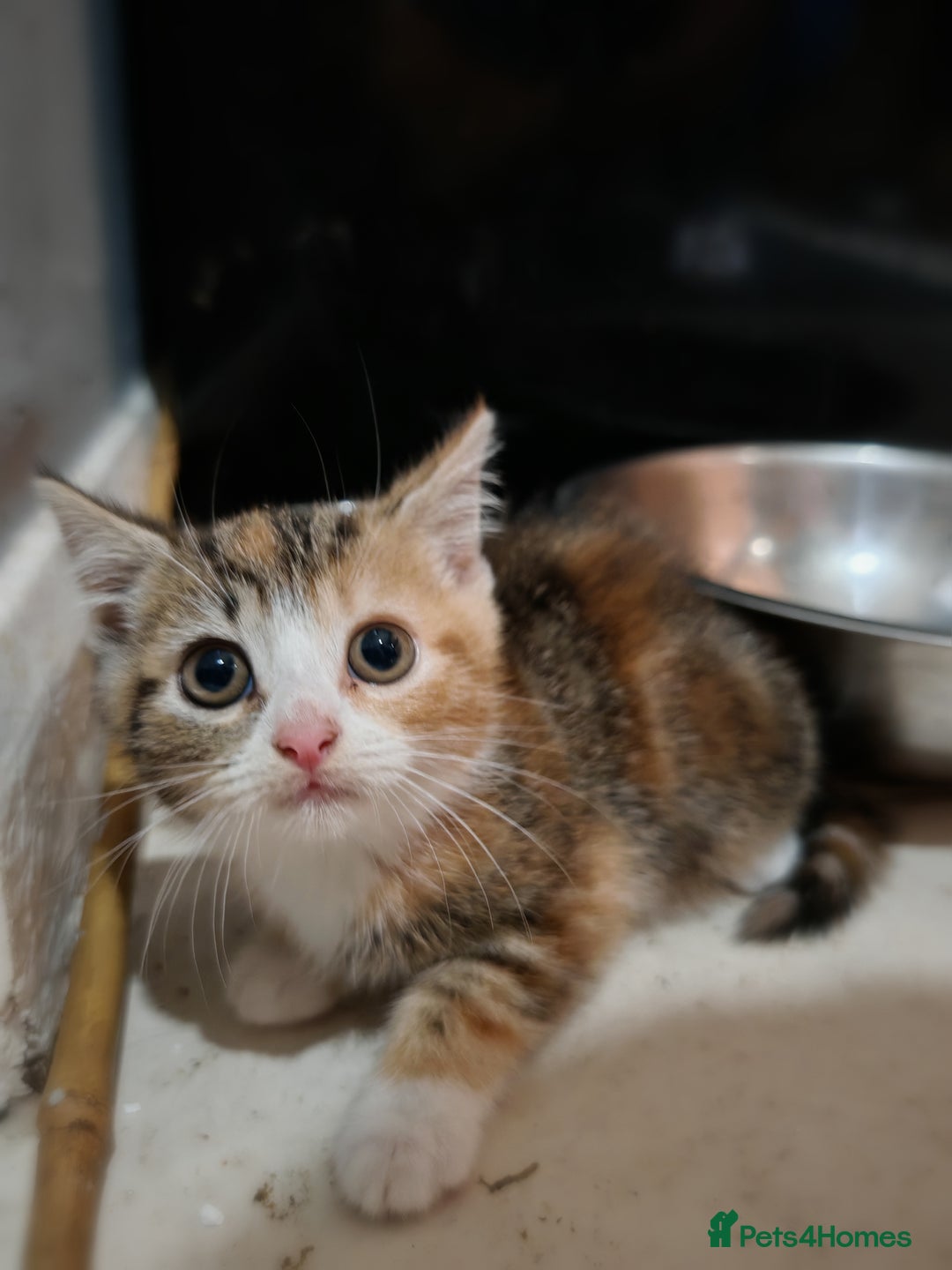 Mixed Breed cats for sale: Gorgeous kittens ready for new home now - Image 6
