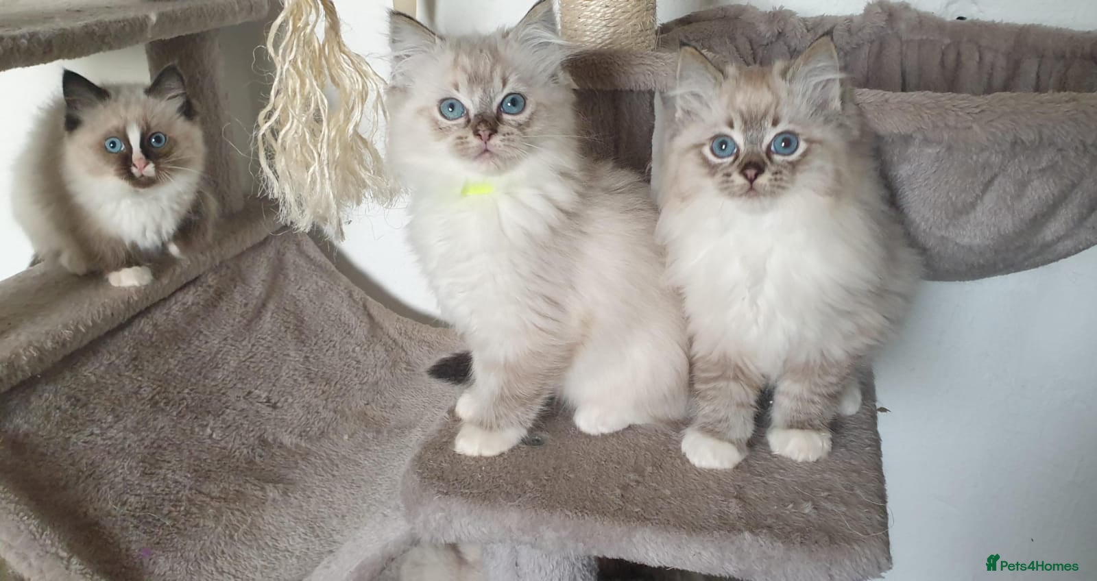 Ragdoll cats Stunning GCCF Registered Ragdoll Kittens. - Advert 1