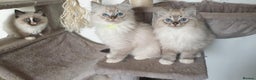Ragdoll cats for sale: Stunning GCCF Registered Ragdoll Kittens. - Advert 1