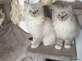 Ragdoll cats Stunning GCCF Registered Ragdoll Kittens. - Advert 11