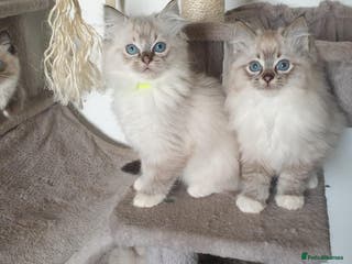 Ragdoll cats Stunning GCCF Registered Ragdoll Kittens. - Advert 11