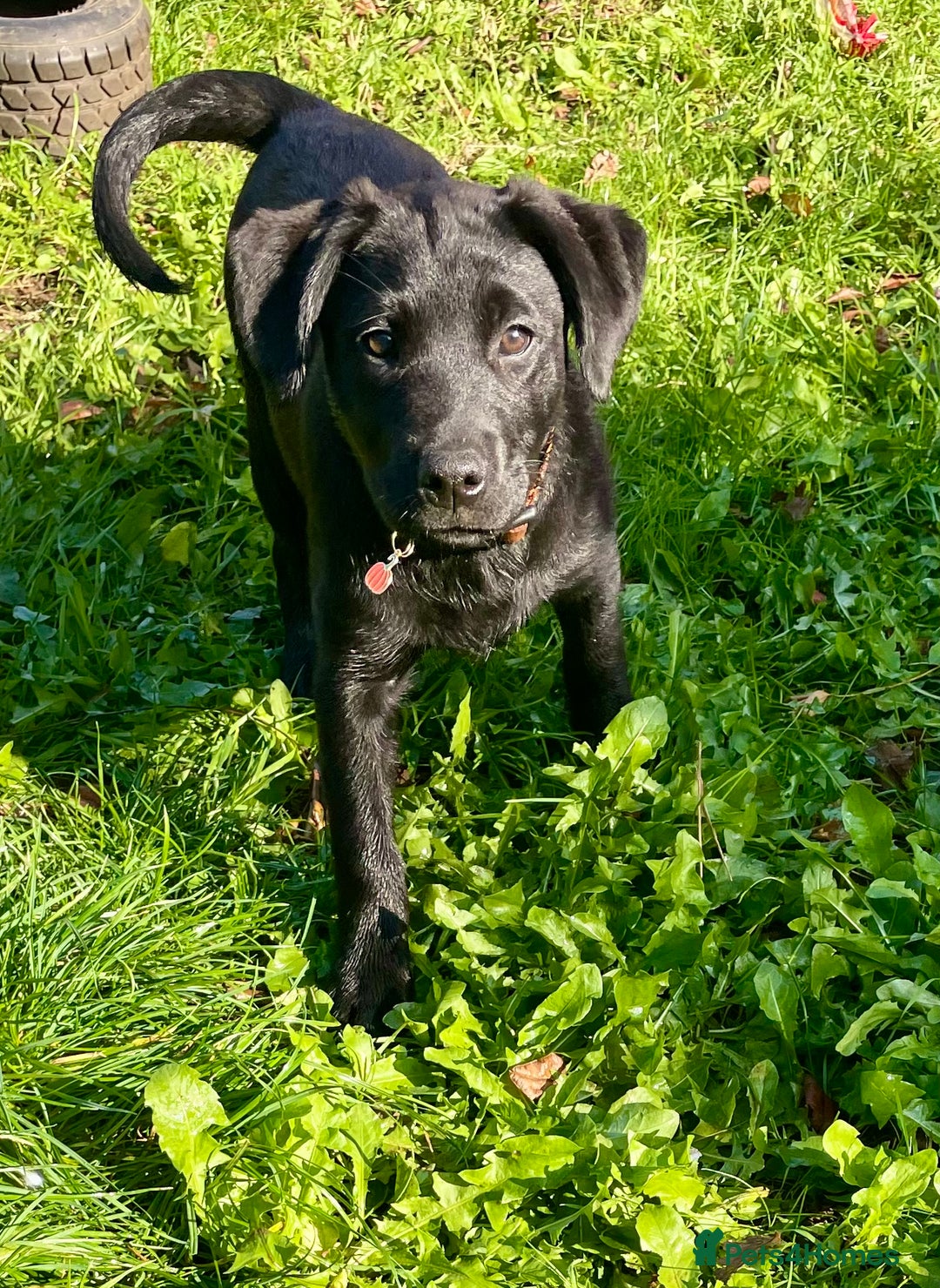 Mixed Breed dogs for sale: 2 beautiful nearly 6 month girls  - Advert 2