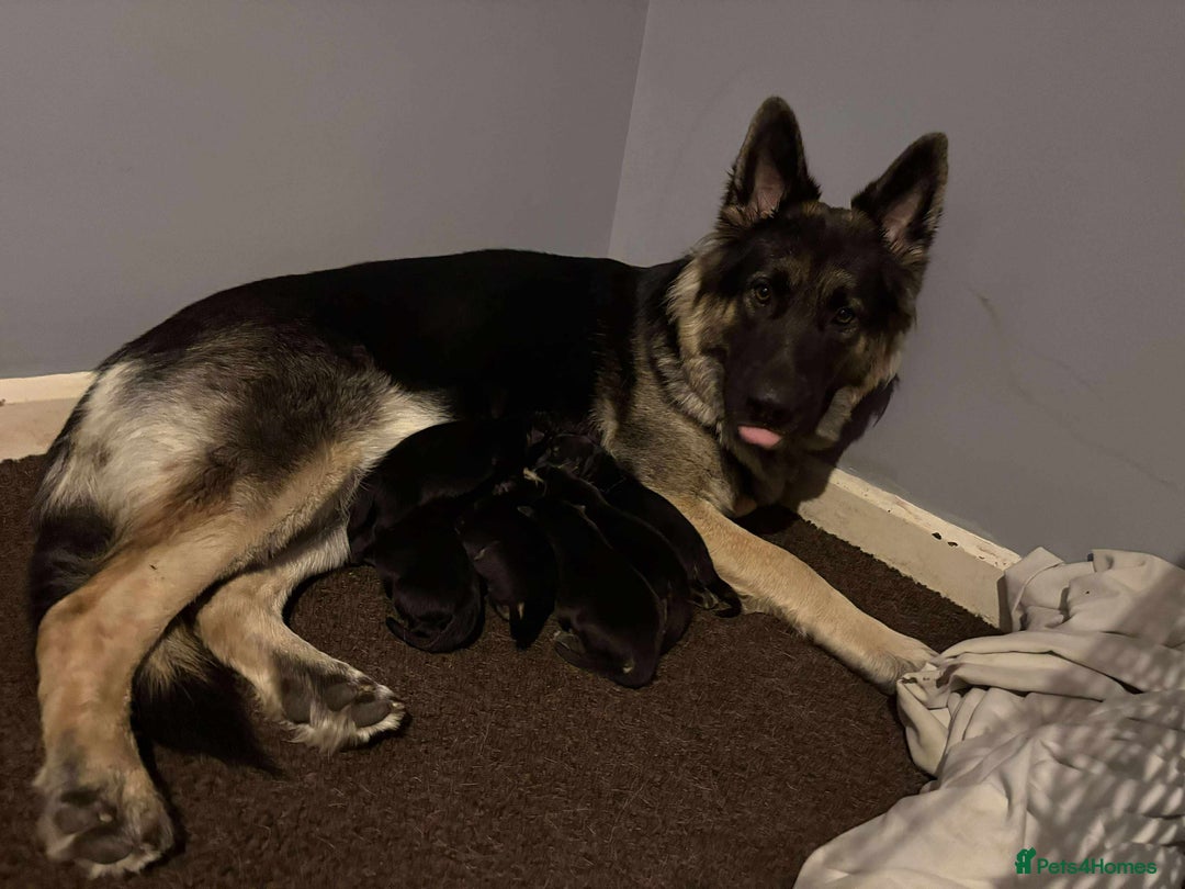 German Shepherd dogs for sale: German shepherd puppies  - Image 6