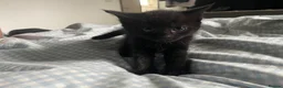 Mixed Breed cats for sale: Mixed kittens  in Runcorn - Advert 5