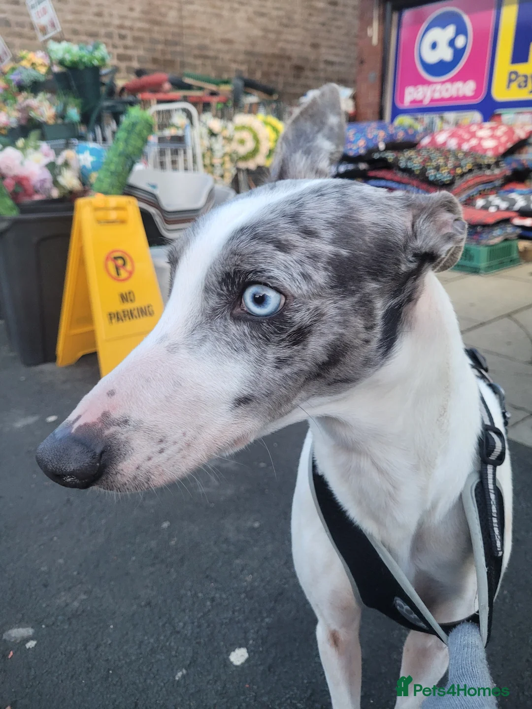 Lurcher dogs for sale: Leo 2 year old in Chorley - Advert 1