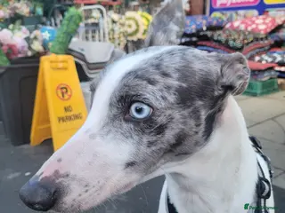 Lurcher dogs Leo 2 year old - Advert 1