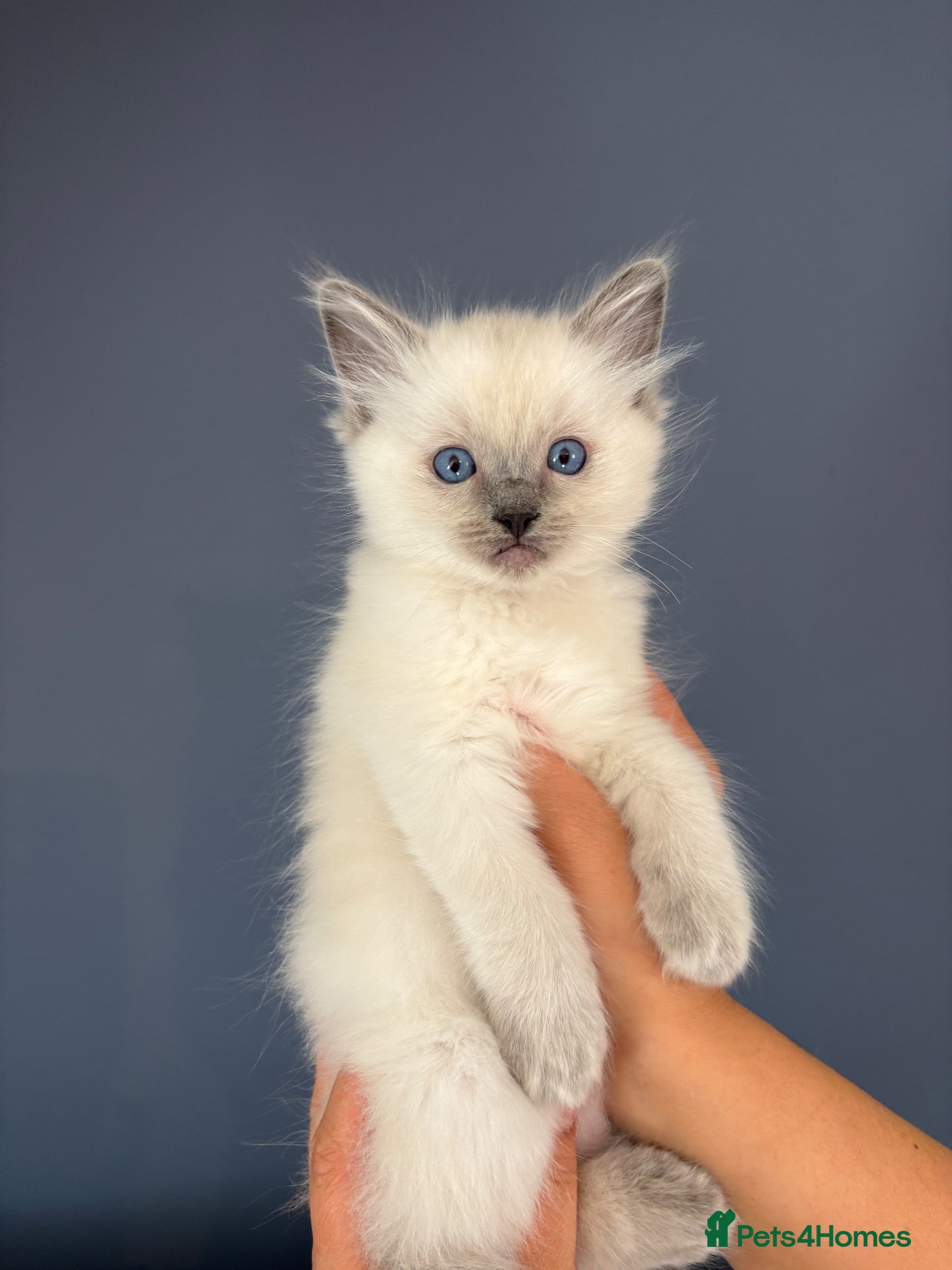 Ragdoll cats GCCF Registered Lilac Ragdoll Kitten  - Advert 1
