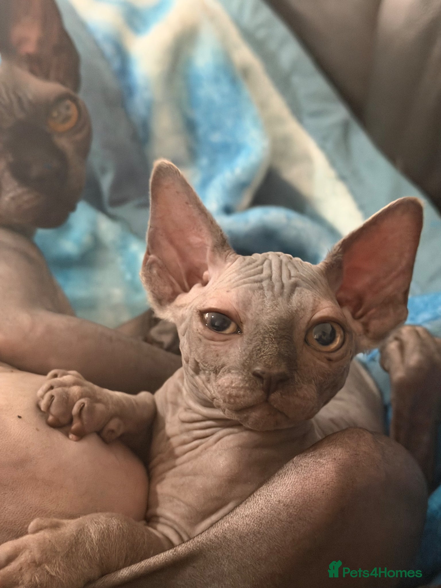 Sphynx cats Adorable sphynx girl  - Advert 5